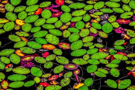 Water Lilies