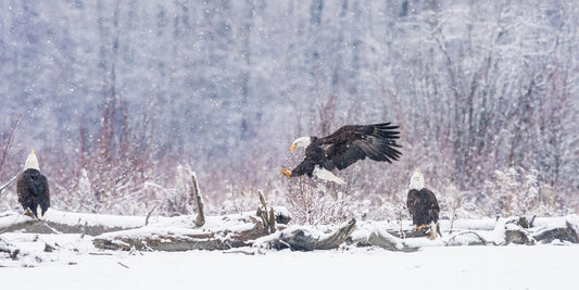 Snowstorm Gathering